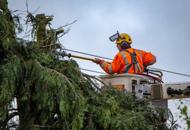 Tree and Shrub Care in Sparrow Bush, NY