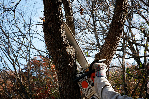 Professional Tree Services in Sparrow Bush, NY