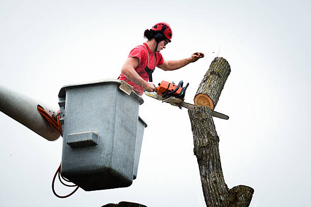 How Our Tree Care Process Works  in  Sparrow Bush, NY